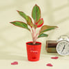 Red Heart Aglaonema Plant Online