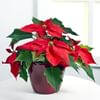 Red Poinsettia Online
