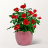 Red Rose in a pot Online