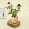 Gift Red Rose Wishes Plant