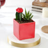 Gift Red Square Planter With Succulent Duo