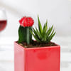 Buy Red Square Planter With Succulent Duo