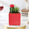 Shop Red Square Planter With Succulent Duo