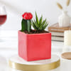 Red Square Planter With Succulent Duo