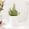 Gift Refreshing Rosemary Plant Gift