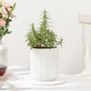 Refreshing Rosemary Plant Gift Online