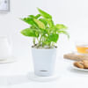 Resilient Money Plant And Self Watering Planter Online