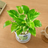Gift Resilient Money Plant with Self-Watering Planter for Dad