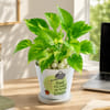 Buy Resilient Money Plant with Self-Watering Planter for Dad
