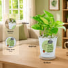 Shop Resilient Money Plant with Self-Watering Planter for Dad