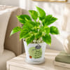 Resilient Money Plant with Self-Watering Planter for Dad