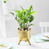 Gift Rhythm of Calathea