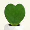 Gift Romantic Hoya Heart Plant with Planter