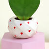 Buy Romantic Hoya Heart Plant with Planter