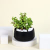 Romantic Jade Plant Online