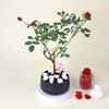 Gift Romantic Red Rose Plant with planter