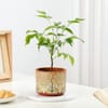 Buy Rooted Retreat Radermachera Plant Gift