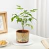 Rooted Retreat Radermachera Plant Gift Online