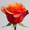Rose Espana (Bunch of 20) Online