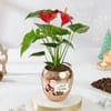 Gift Rose-Gold Anthurium Christmas Plant