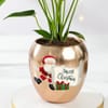 Buy Rose-Gold Anthurium Christmas Plant