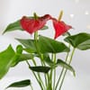 Shop Rose-Gold Anthurium Christmas Plant