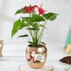 Rose-Gold Anthurium Christmas Plant