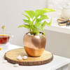 Rose Gold Good Luck Pot Online