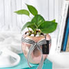 Rose Gold Good Luck Pot Online