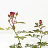 Shop Rose Plant in Jute Wrapping with Planter