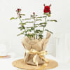 Rose Plant in Jute Wrapping with Planter Online