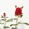 Shop Rose Plant With Jute Wrapped Pot And Ombre Rose Cake