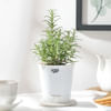 Gift Rosemary With Self-Watering Planter