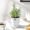 Buy Rosemary With Self-Watering Planter