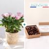 Rosier et ses chocolats - Rose plant and chocolates Online