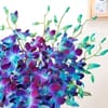 Shop Royal Elegance Orchid Arrangement