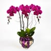 Royal prosperity Purple Phalaenopsis