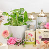 Buy Royal Treats and Blooms Hamper