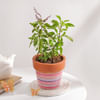 Gift Sacred Tulsi Plant And Ceramic Planter