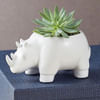 Safari Rhino Succulents Online