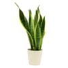 Sansevieria Online