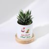 Buy Santa's Favourite - Haworthia Succulent With Pot