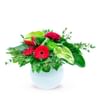 SAY IT THROUGH FLOWERS Online