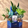 Gift Season of Prosperity