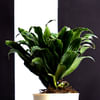 Buy Self care Dracaena Compacta Plant