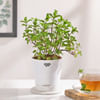 Self Watering Planter And Mint Plant Online