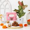 Serene Aglaonema Diwali Hamper Online
