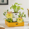 Gift Serene Bloom Plant Arrangement