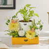 Serene Bloom Plant Arrangement Online