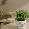 Gift Serene Fortune Money Plant With A Camel Planter